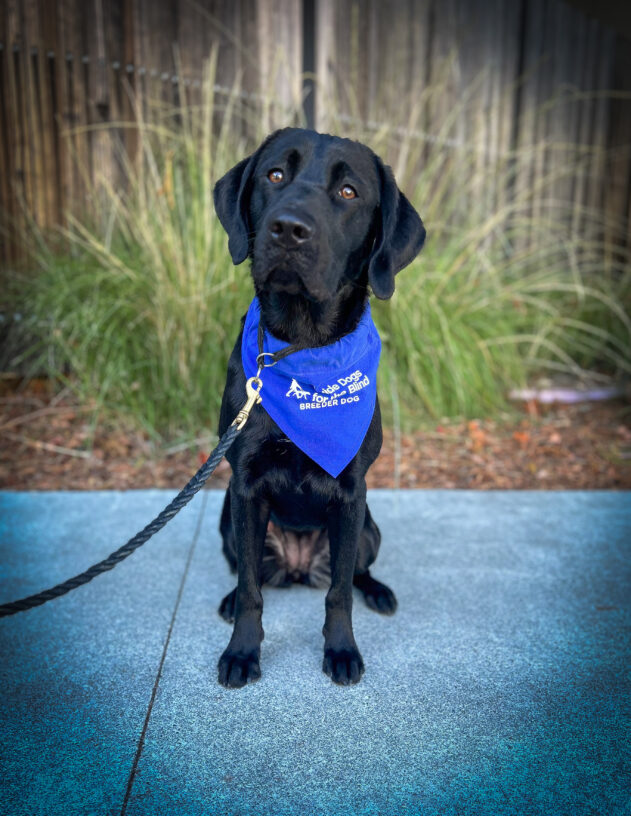 Black lab Francia sits on a sidewalk in front of a wooden fence and green plants. She is wearing a blue scarf with the Guide Dogs for the Blind logo that reads Breeder Dog. She is looking at the camera attentively.