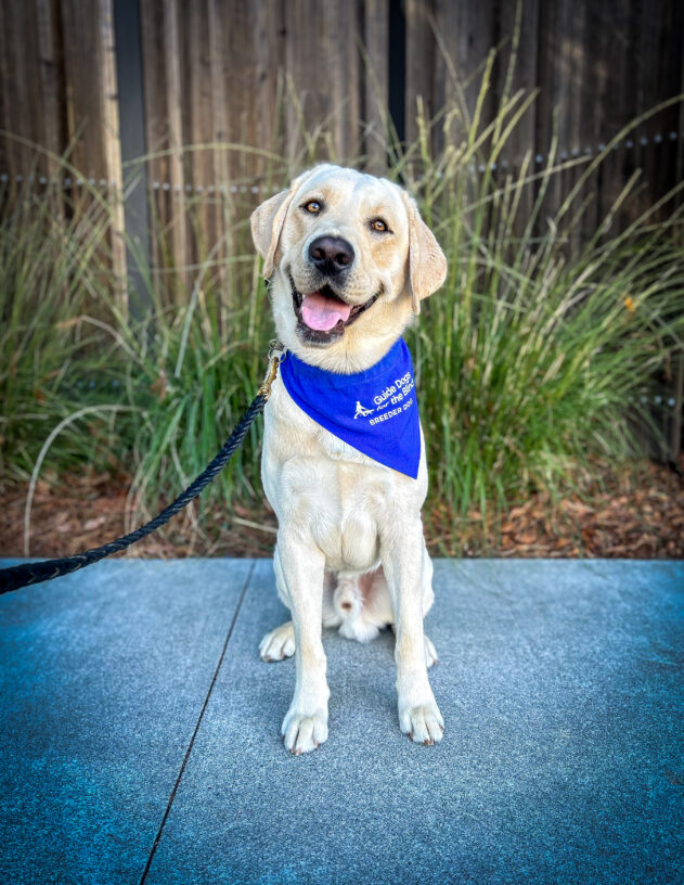 Yellow Labrador Frodo sits on a sidewalk in front of a wooden fence and green plants. He is wearing a blue scarf with the Guide Dogs for the Blind logo that reads Breeder Dog. He is looking at the camera with a smile on his face.