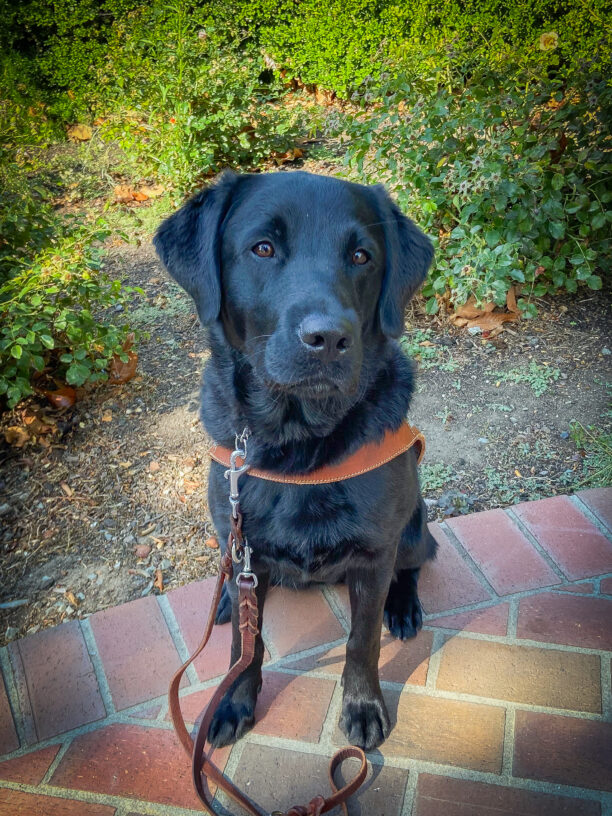 Black Lab/Golden Cross Georganne sits in harness in a shady spot on a brick pathway in front of green bushes.