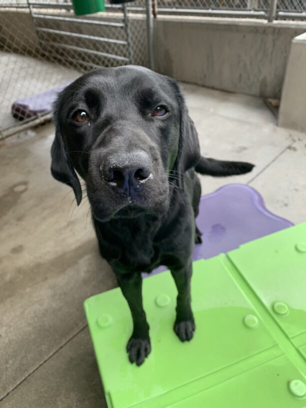 Male black lab Howie is seen standing with his front feet on a bright green play structure looking into the camera.