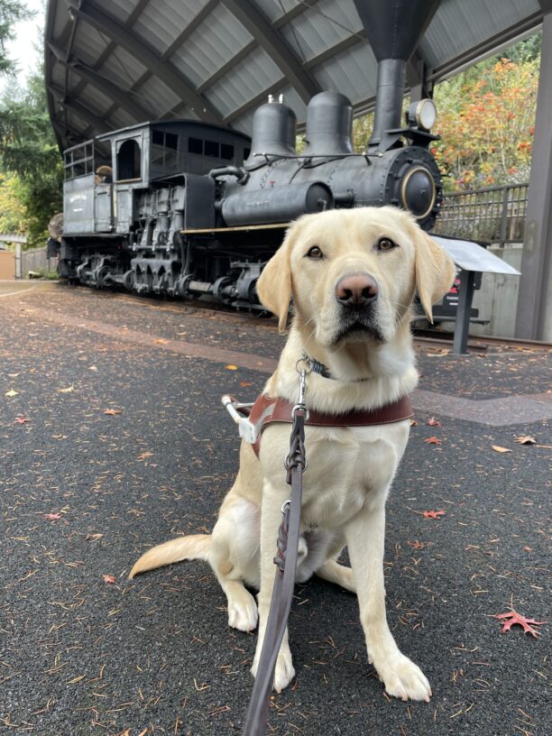 Proton sits in harness looking straight at the camera; behind him is an old timber-hauling locomotive.
