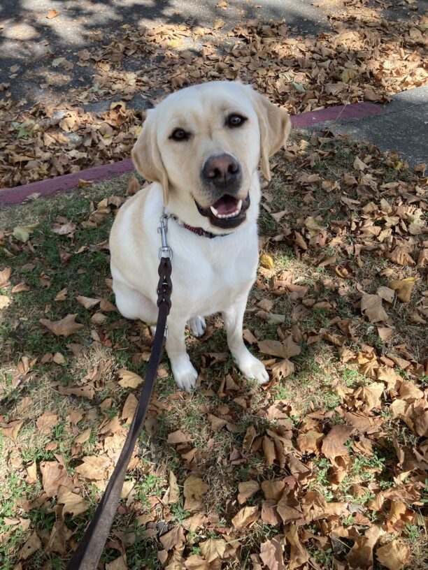 Vintner sits and smiles at the camera surrounded by the fall leaves after a route.