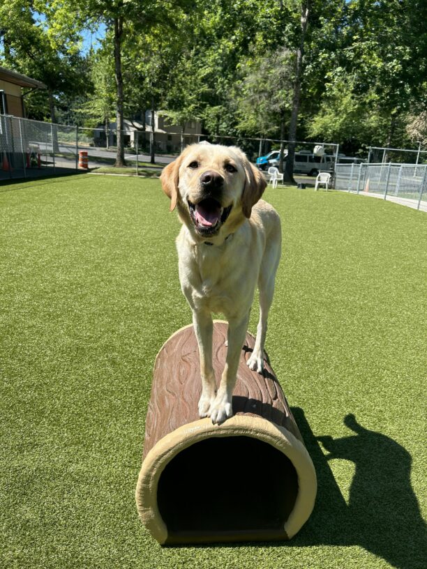 Yellow lab Veteran stands on a faux, hollowed-out log play structure in a large grass area. He has a big, toothy grin, as he stares into the camera.