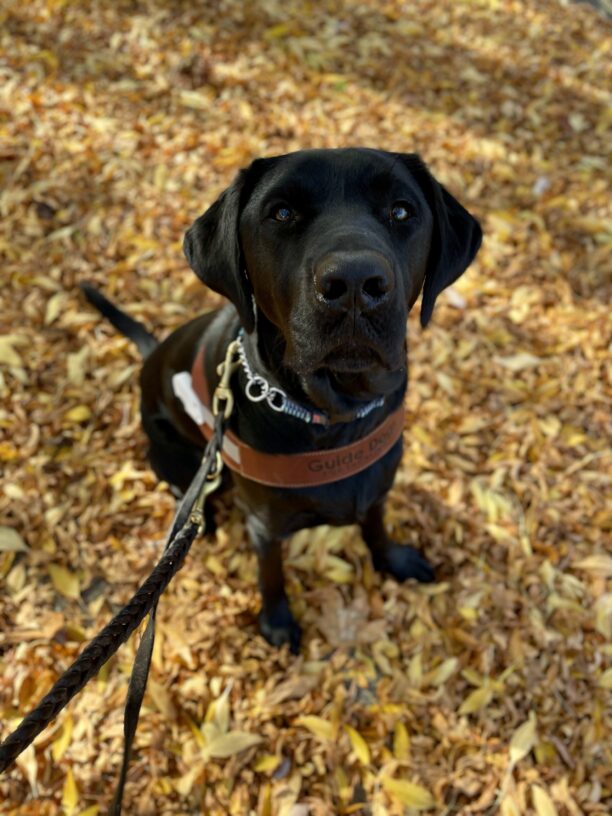 Black Lab, Lance, sits in a pile of yellow leaves while wearing his harness. He is looking up to the camera seriously.
