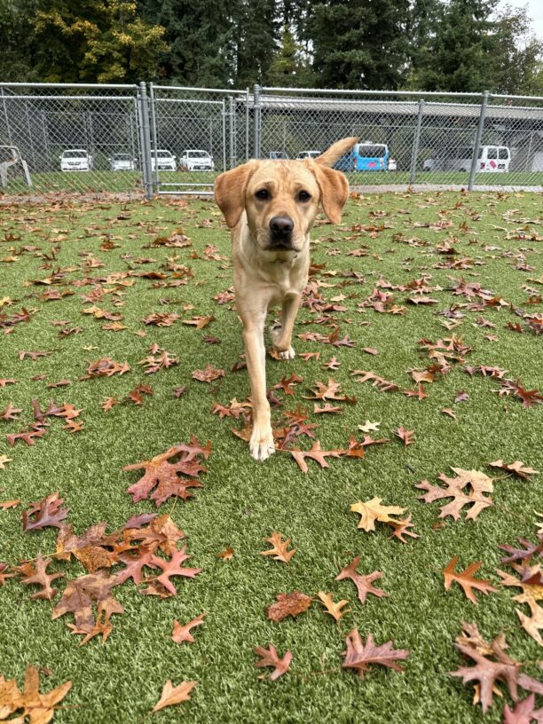 A female yellow Labrador is off leash in a fenced in grassy area on the Oregon campus/ She is trotting towards the camera through fallen leaves that are various shade of brown.