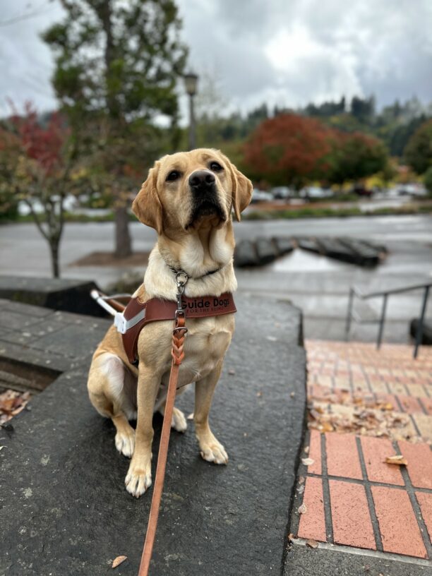 A female yellow Labrador sits next to a brick staircase. The camera is focused on the dog and the background of trees is slightly blurred.