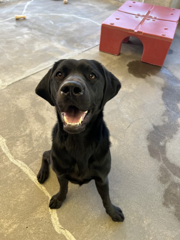 A portrait of McGee, a male black lab. He is smiling up at the camera eagerly. He is sitting in the community run area of the Oregon GDB campus and in the background there is a red play structure.