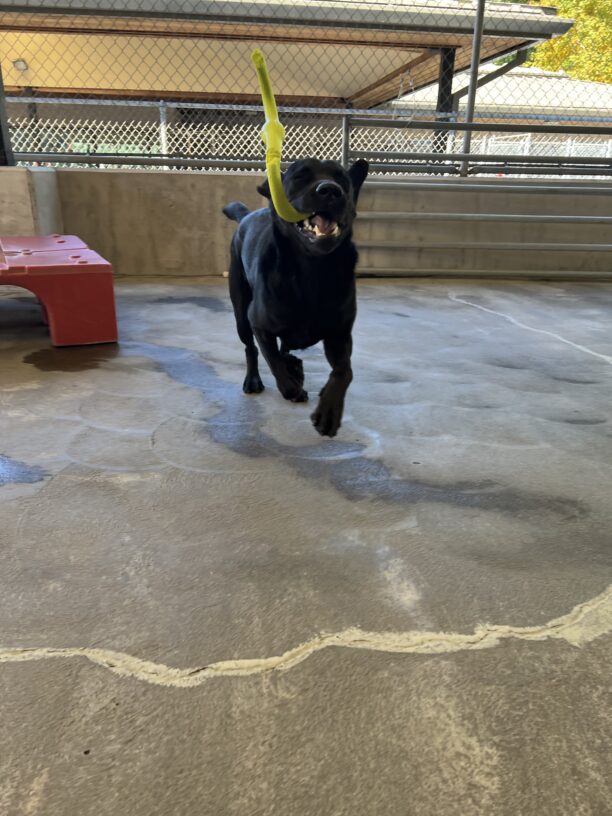 Male black lab, McGee, is playing in the community run area of GDB's Oregon campus. He is running towards the camera with his eyes closed and is holding a lime green tug toy in his mouth. It is an action shot so both McGee and the toy are catching air.
