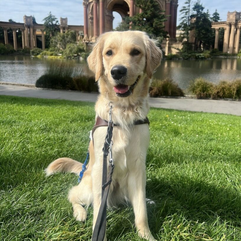 Meadow is wearing her harness and sitting in the grass in front of the Palace of Fine Arts in San Francisco. She has her mouth open in a happy smile as she looks at the camera.