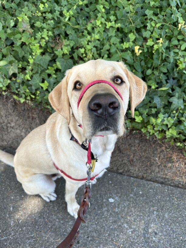 Moss, a yellow Labrador Retriever, sits on a pathway with vibrant green ivy in the background. He has on his red gentle leader and looks up directly into the camera.