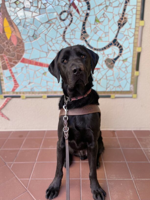Nelson is sitting in harness with a multi-colored mosaic wall behind him. His head is slightly tilted as he stares at the camera.