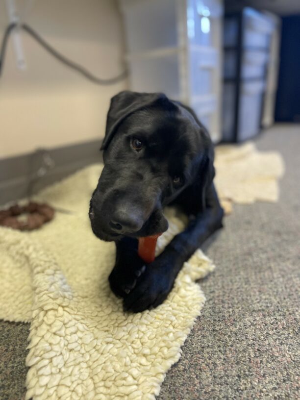 Nelson is laying down on a fleece mat with a red Nylabone in between his front paws. He is pictured actively chewing the bone as he gazes at the camera.