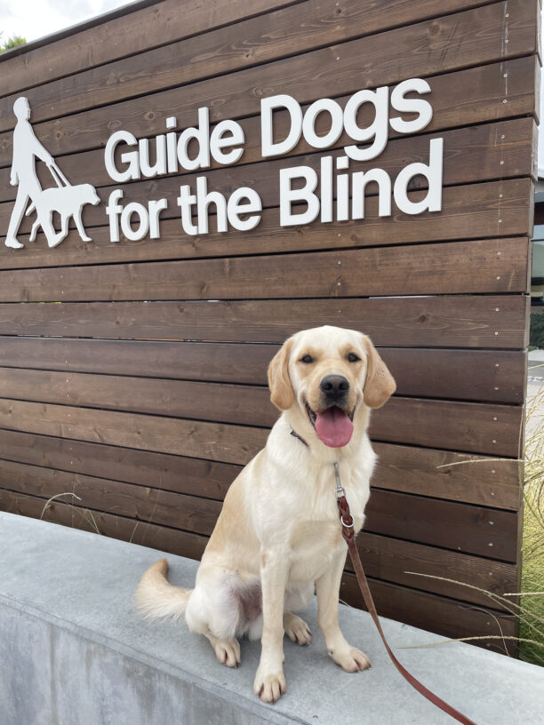 Sage, a yellow Labrador - Golden Retriever crossbreed, sits on the cement bench in front of the Guide Dogs for the Blind sign. His pink tongue is hanging out as he