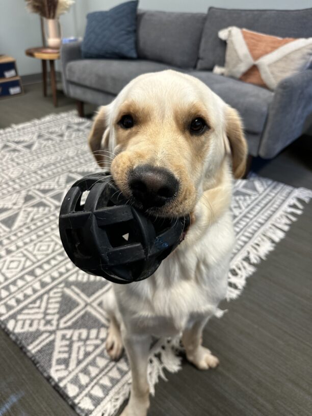 Yellow Labrador - Golden Retriever crossbreed, Sage, proudly shows his rolling black toy which he has clutched in his mouth. The right side of his face is lifted from the toy. He sits on a grey and white area rug, in front of a grey couch with a blue and orange/brown/white decorative pillows.