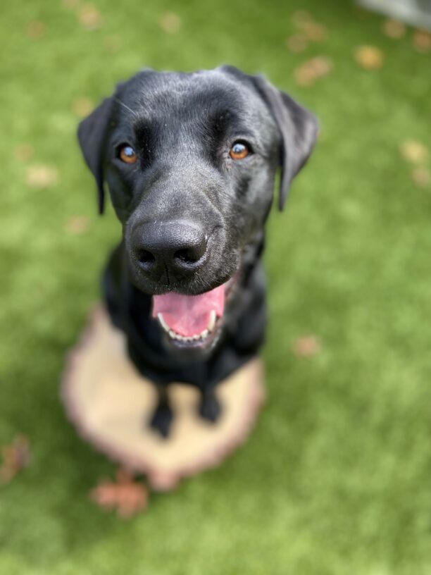 Black lab Sulu sits on a toy stump in a grassy play yard. His mouth is open as he is looking up and focusing on his handler.