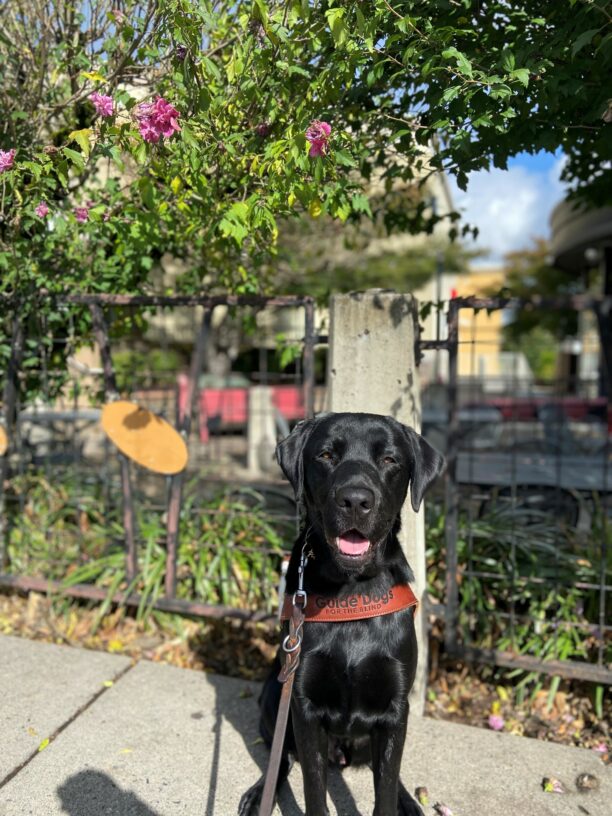 Black lab Sulu sits in front of a pink flowering tree outside of a courtyard. He is wearing his guidedog harness and his mouth is open with his tongue showing.