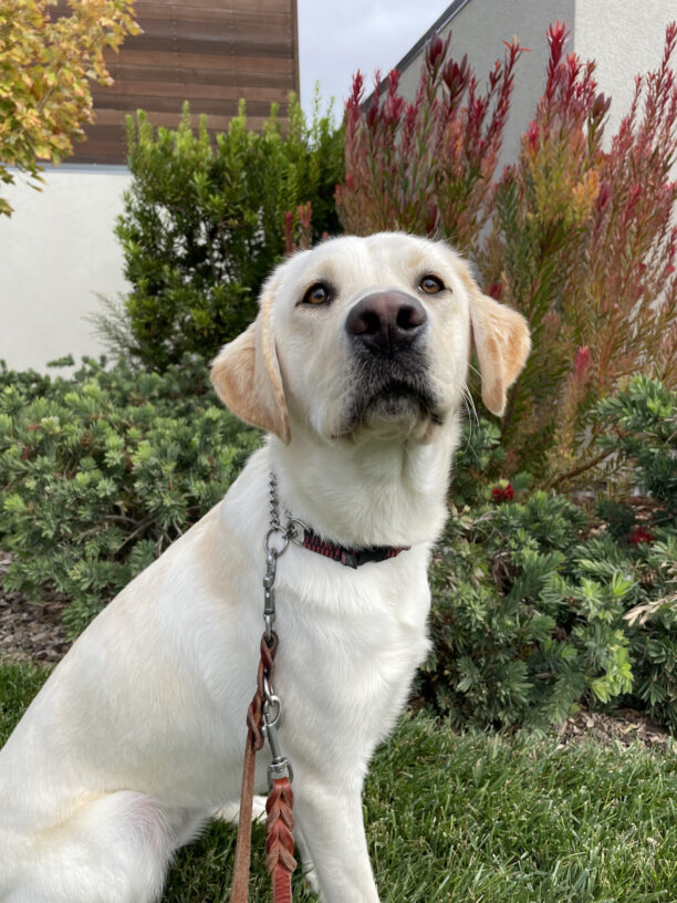 Here Sunlight, a yellow Labrador Retriever, gazes curiously in the distance. She is sitting on green grass, with yellow, red and green shrubbery in the background.