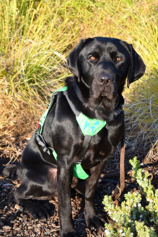 Black Lab Tarmac sitting while wearing his green service vest.