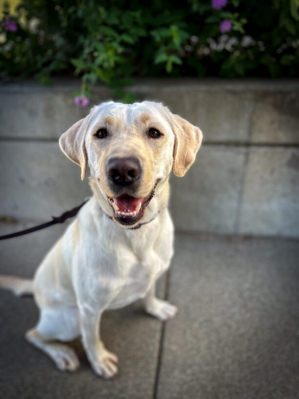 Smiley yellow girl Tulsa sits on a shady sidewalk in front of a cement planter