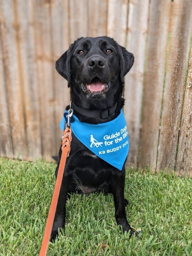 Black lab Verona sits on green grass in front of a wooden fence. She wears her light blue scarf with the GDB logo that reads "K9 Buddy Dog." She has her mouth open in a smile as she looks just above the camera.