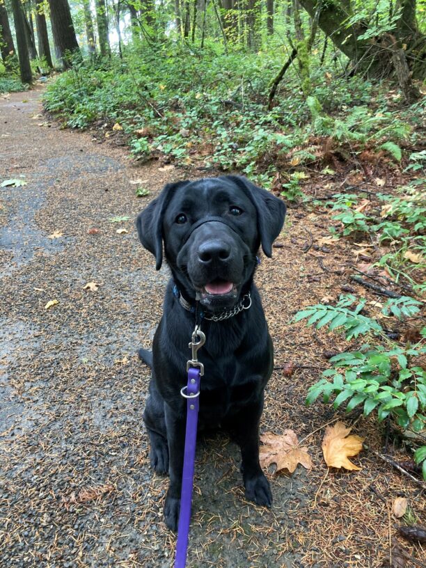 Delray sits on the side of a gravel trail, lots of green plants can be seen beside her and behind her. She looks right into the camera, smiling with her mouth open so just a bit of her tongue is visible.