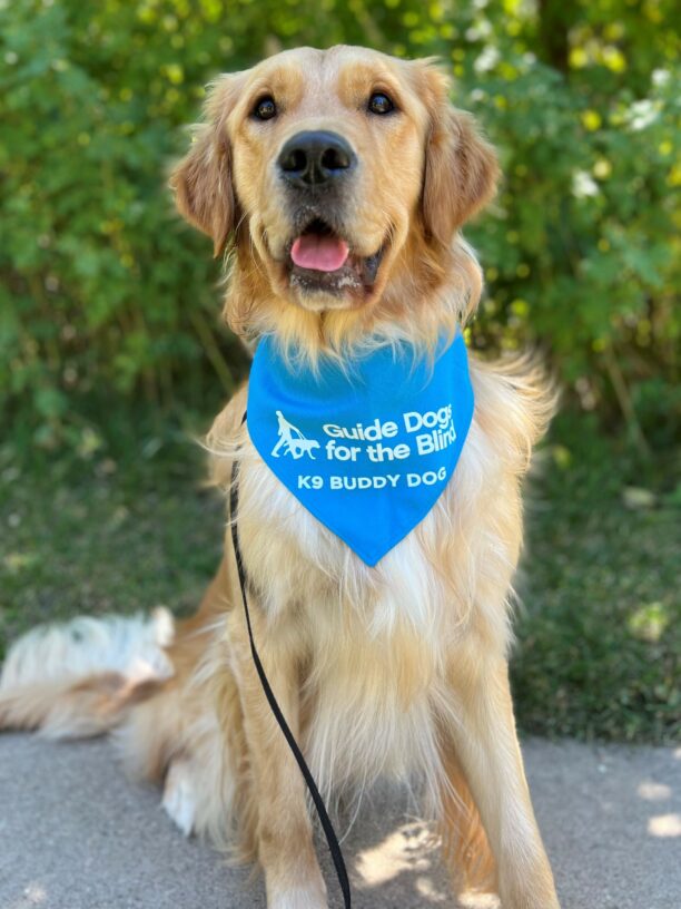 Golden Retriever Jigsaw sits on a sidewalk with green trees behind him. He is wearing a light blue scarf with the GDB logo that reads "K9 Buddy Dog." He has his mouth open in a smile as he looks just above the camera.