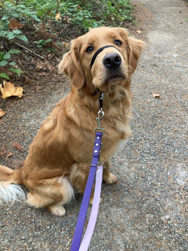 Pancake sits on a gravel trail with green foliage behind him. He stares adorable just past the camera with his ears perked in attention.
