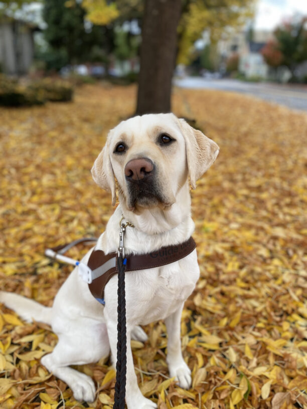 Female yellow lab, Tostada, sits in her GDB harness on a sidewalk covered in bright yellow leaves that have fallen from a tree. She looks slightly to her right at the camera.