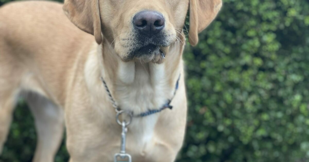 Valerie 6L43 Guide Dogs for the Blind Pupdates