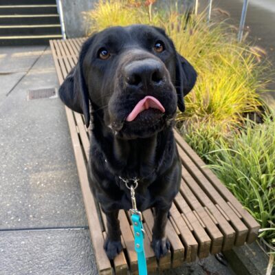 Captain, a petite black lab is standing on a bench on the Oregon campus. She is looking up at the camera with her dark brown eyes and her tiny pink tongue is flicked out.