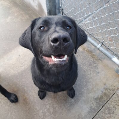 Black lab (Larson) sits on concrete with a smile on his face looking up at the camera.