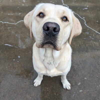 A light yellow lab sits in a damp cement play yard. He is looking up at the camera showing off his caramel colored eyes.
