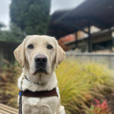 Female yellow lab, Katara, sits on a wooden bench in her GDB harness. She wears a stoic expression and looks calmly at the camera, with bright yellow and green bushes out of focus in the background.