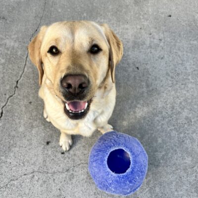 Barbara, a female yellow Labrador Retriever, is playing in community run! She is sitting next to a blue jolly ball.