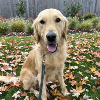 Ari, a male golden retriever, sits in the grass, looking at the camera with his tongue out. He is surrounded by fall leaves.