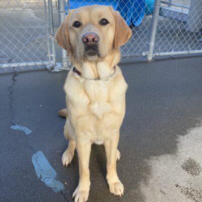 Butterscotch sits on cement in community run, she is looking at the camera. There is a fence with large play structures visible behind her.