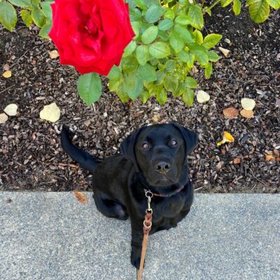 Amore sits and looks up at the camera as he enjoys a campus walk. A bright, red rose can be seen in the foreground.