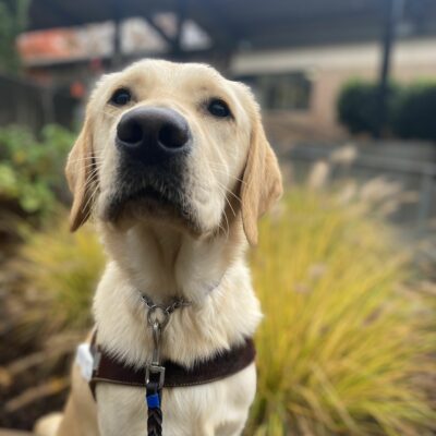 Male yellow lab/golden cross, Canyon, sits on a wooden bench in his GDB harness. He looks slightly up at the camera with a mild head tilt. Bright yellow and green bushes are out of focus in the background.