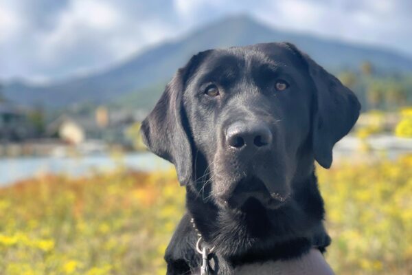 Bevan, a male black lab, looks stoically at the camera while sitting on a walking path wearing his leather GDB harness. Behind him are green and yellow grasses, blue skies with white clouds, a waterfront, and views of Mt. Tamalpais.