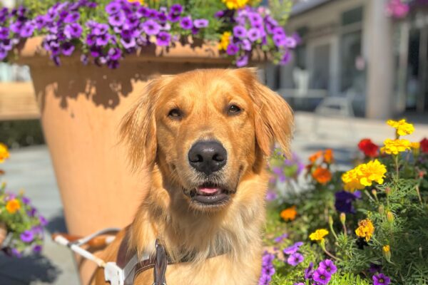 Bayou, a long coated male yellow lab/golden cross, sits between two planters of colorful flowers. He is wearing a leather GDB harness and smiling at the camera.