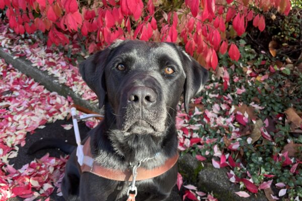 Dwayne sits in front of some bright red fall foliage while wearing his brown leather harness.