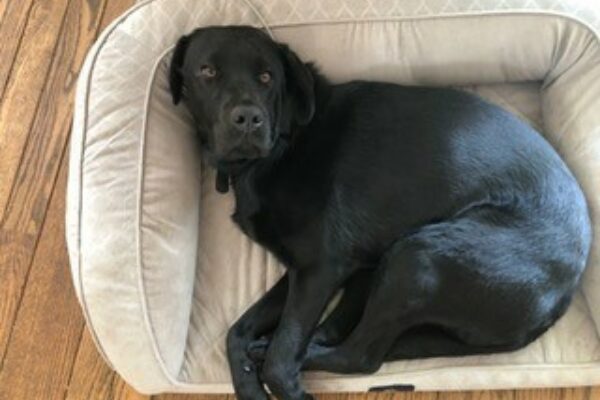 Galway is curled up on a beige dog bed, staring straight up at the camera.