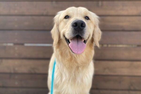 Manfred sitting in front of the wooden Guide Dogs for the Blind sign, which is only shows a portion of the white lettering. Manfred has his mouth open and tongue hanging out looking straight ahead at the camera.