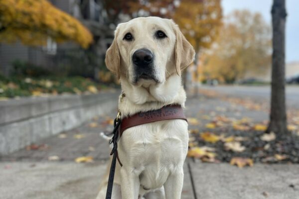 Prancer, a male yellow Labrador, sits tall in harness on a sidewalk with a layer of leaves on it. There are trees full of red, brown, and yellow leaves. Prancer is looking at the camera.