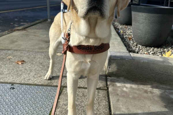 Proton, a male yellow lab, is standing on a sidewalk looking towards the camera. He is wearing his guide dog harness.