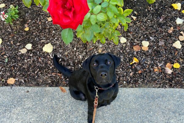 Amore sits and looks up at the camera as he enjoys a campus walk. A bright, red rose can be seen in the foreground.