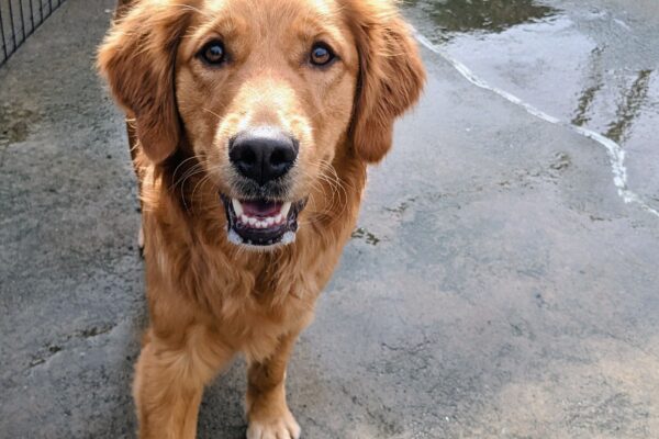 A reddish colored golden trots towards the camera. The sun is reflecting off her coat, giving her a halo of sunlight above her head. She has her mouth open and a black and red gonuts tug ring can be seen behind her.