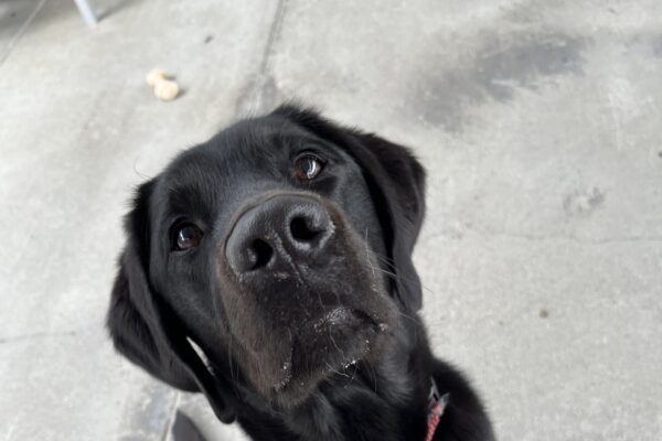 Sophie, a female black labrador, sits at attention, looking directly up at the camera. She is sitting in the concrete breezeway in the kennels.