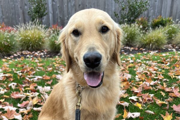 Ari, a male golden retriever, sits in the grass, looking at the camera with his tongue out. He is surrounded by fall leaves.