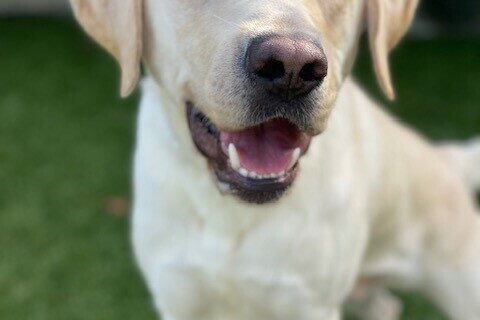 Edgar stands with both front feet on a stump in the grassy play yard. He is looking towards the camera with his mouth slightly open